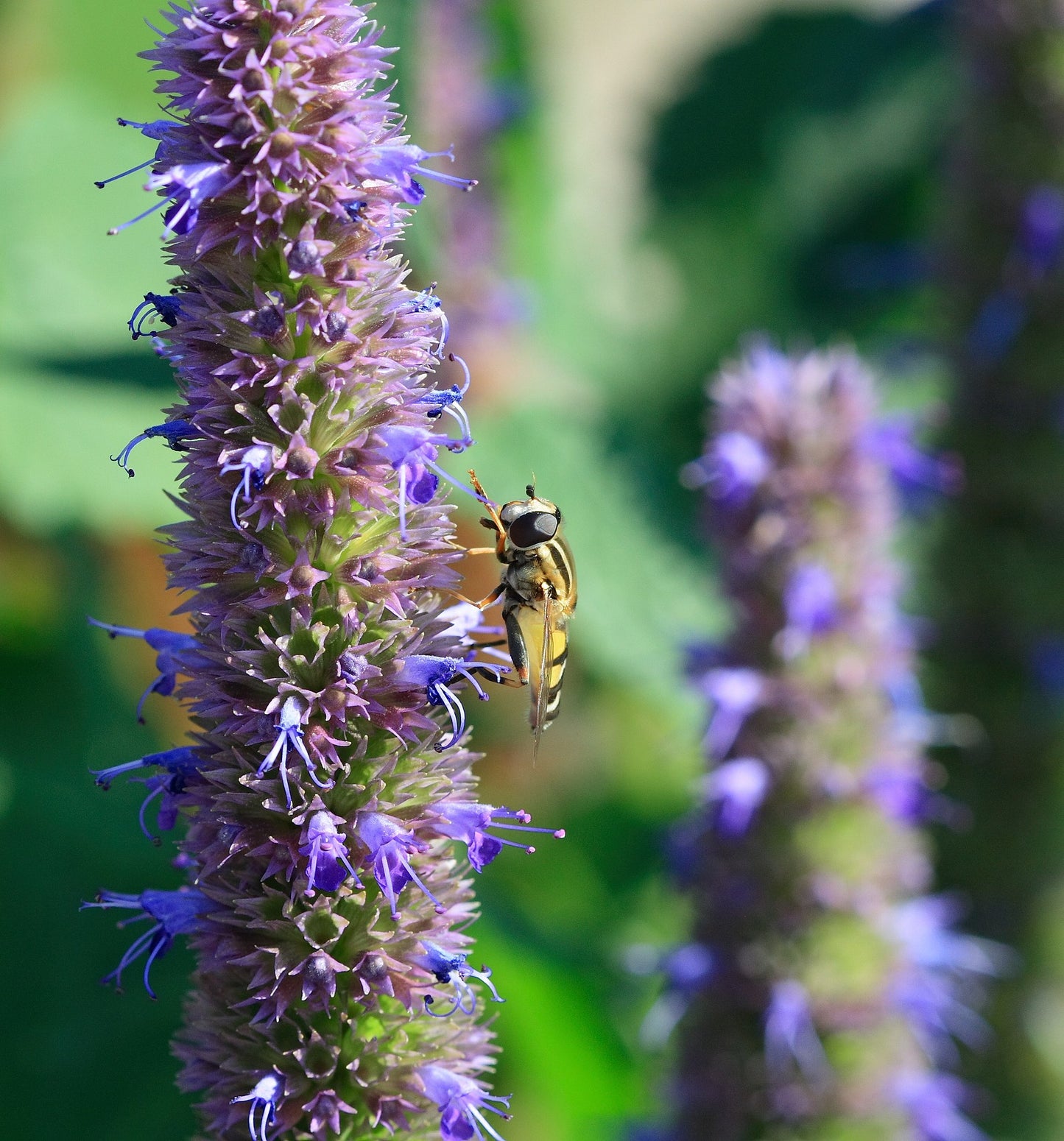 Agastache, Blue Fortune