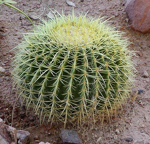 Cactus 2.5"