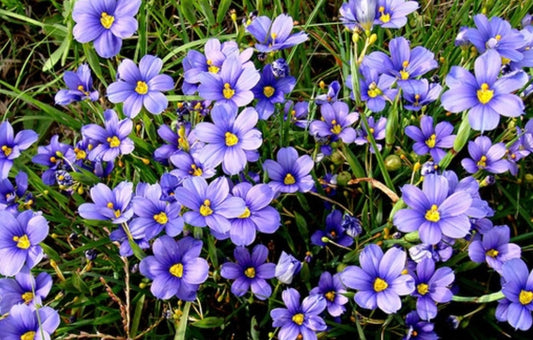 Blue Eyed Grass 'Moody Blues'