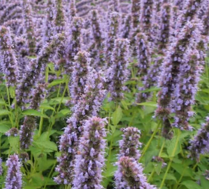 Agastache, Blue Fortune