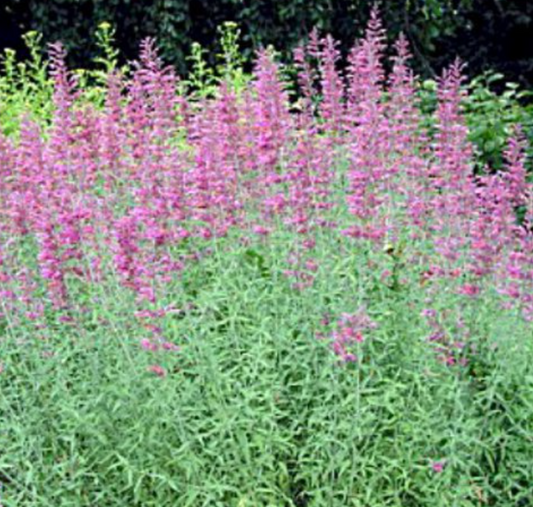 Agastache, Tutti Futti