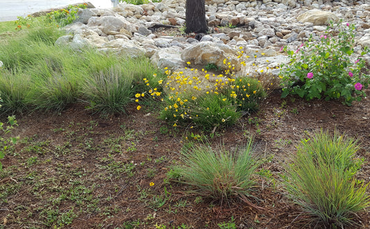 Little Bluestem