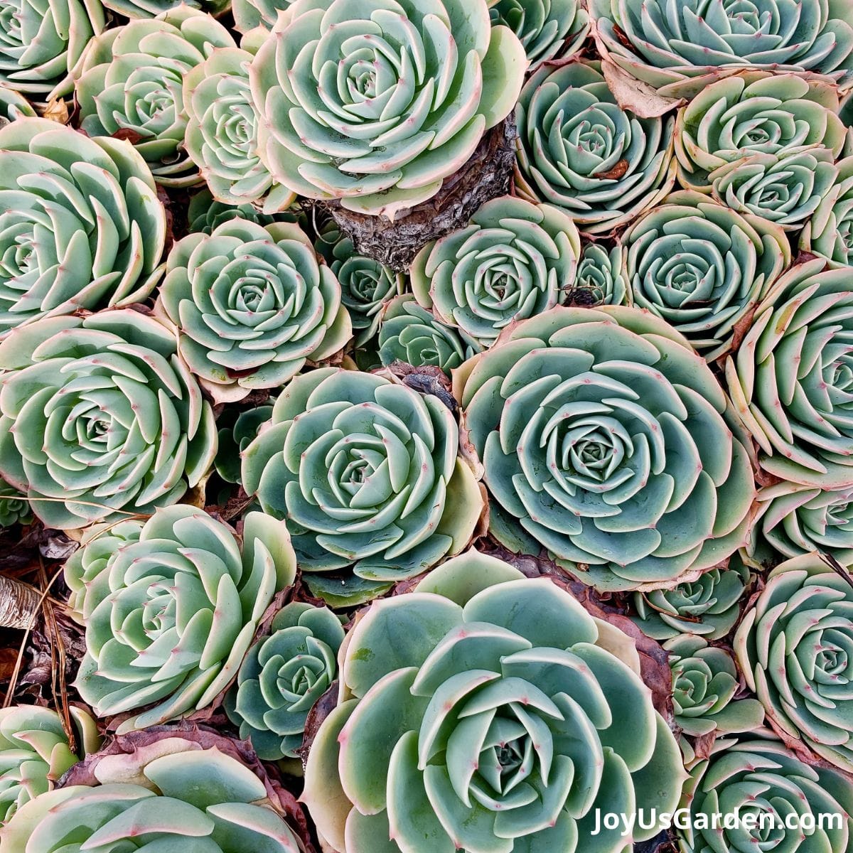 Hens and Chicks