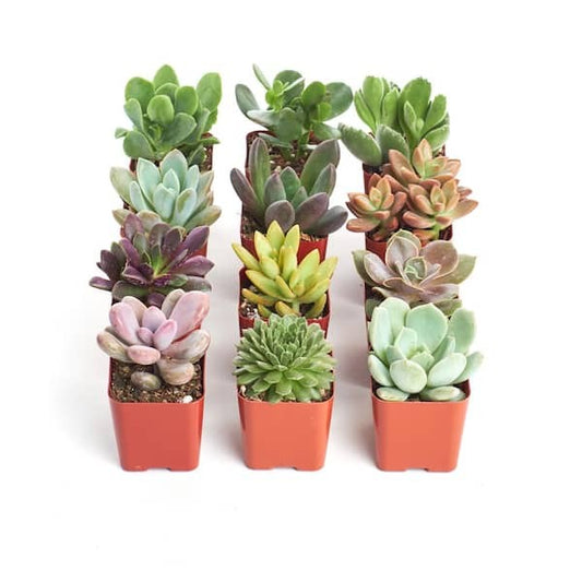 3.5" Succulents