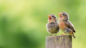 Two Birds Small