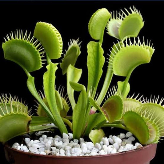 Venus Fly Trap 3"