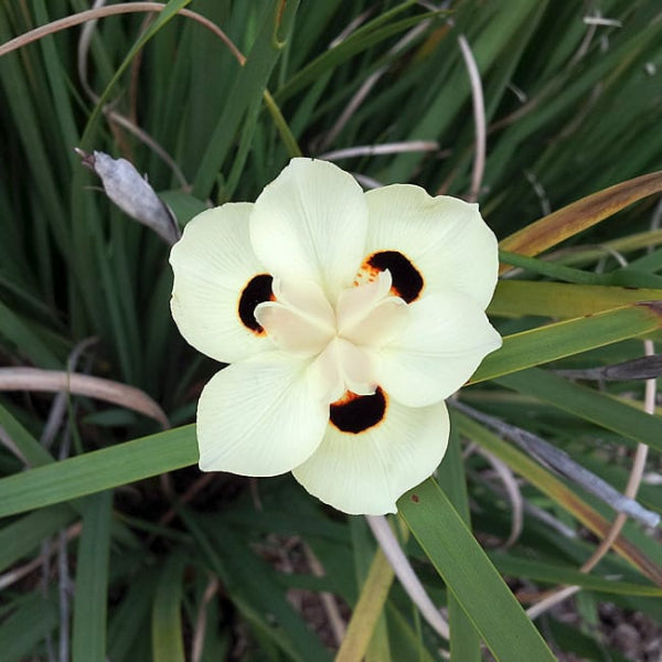 Bicolor Iris
