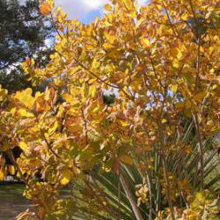 American Smoke Tree