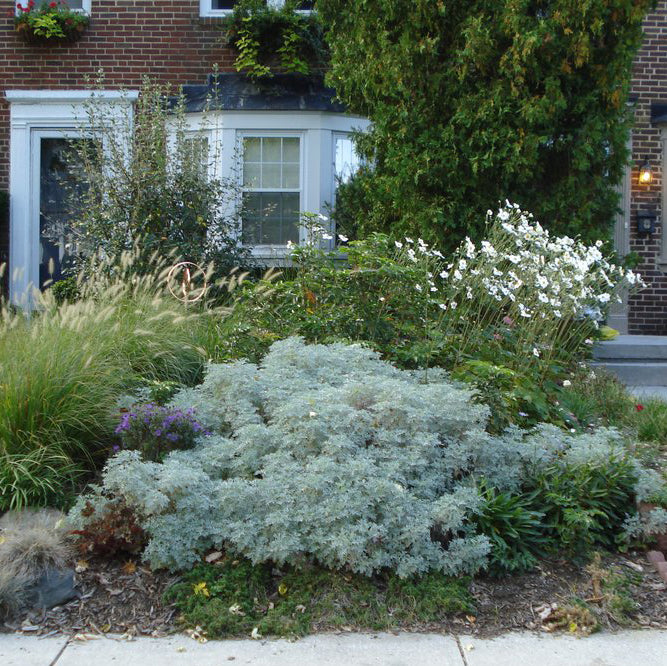 Artemesia, 'Powis Castle'