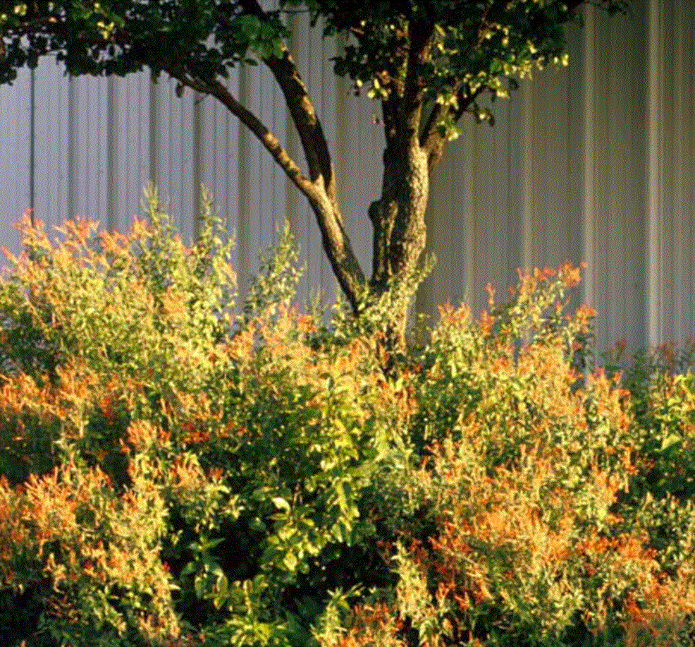 Flame Acanthus - Benny's Gold