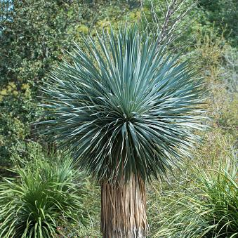 Yucca, Big Bend