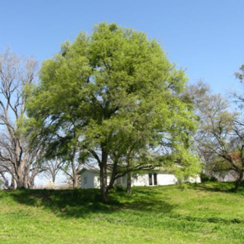 Cedar Elm