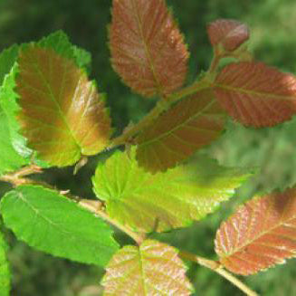 Cedar Elm