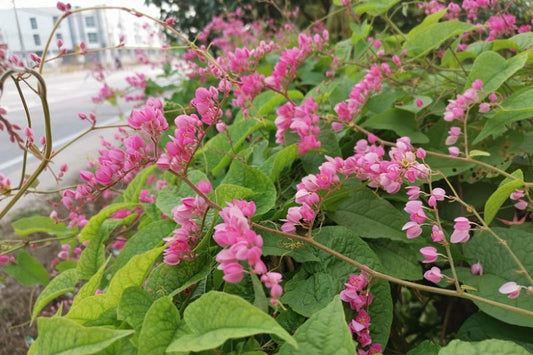 Coral Vine