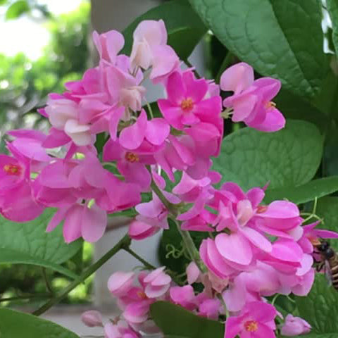 Coral Vine