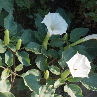 Datura