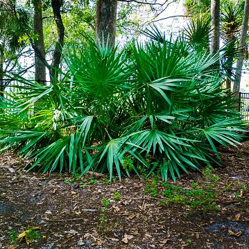 Dwarf Palmetto