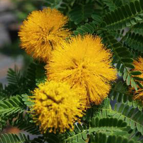 Huisache