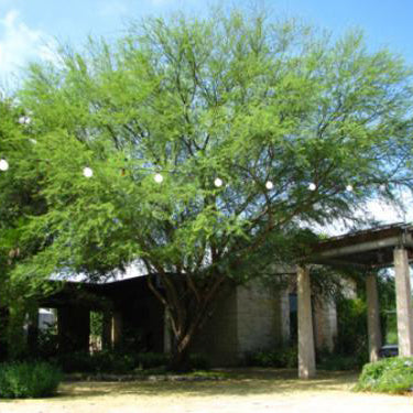 Huisache