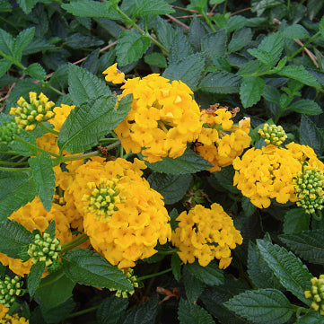 Lantana, New Gold