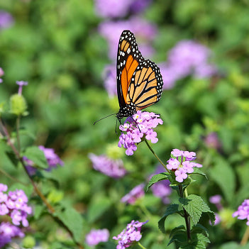 Lantana, Purple Trailing