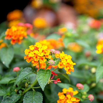 Lantana, Dallas Red