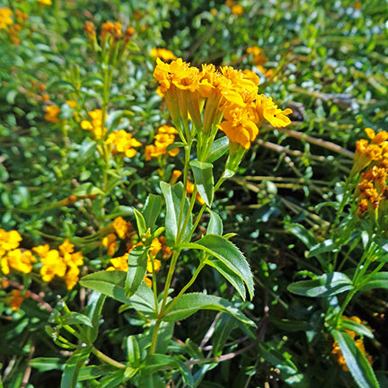 Mexican Mint Marigold