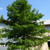Montezuma Cypress