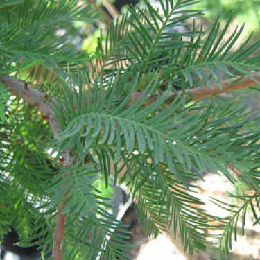 Montezuma Cypress