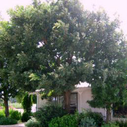 Oak, Burr