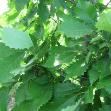 Oak, Chinquapin