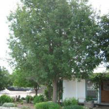 Oak, Mexican White (Monterrey)