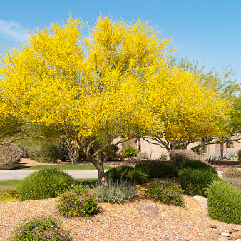 Palo Verde, Desert Museum