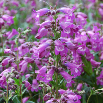 Penstemon, Brazos