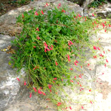 Penstemon, Rock