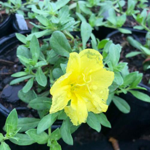 Primrose, 'Showy' (Pink Evening)