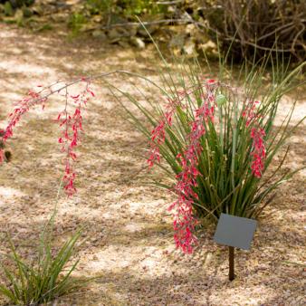 Hesperaloe, Red Yucca