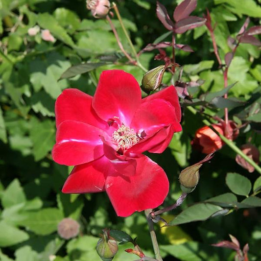 Rose, Martha Gonzales