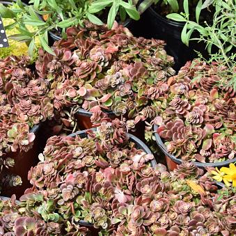 Sedum, Red Carpet
