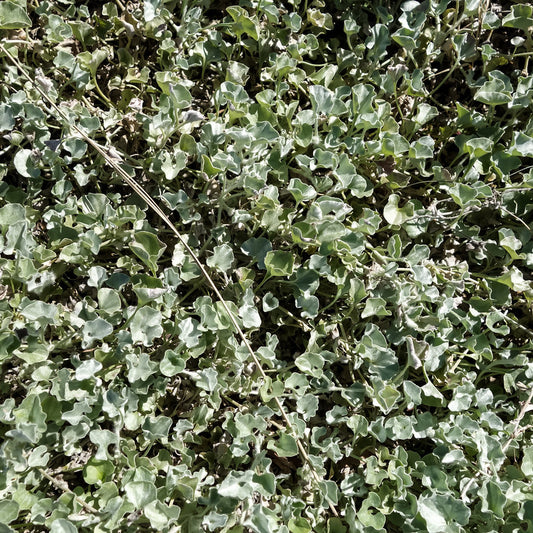 Silver Poneyfoot