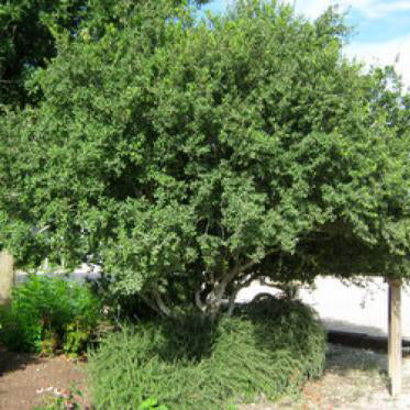 Texas Persimmon – Plant Cowboy