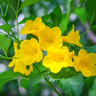 Yellow Bells, Native