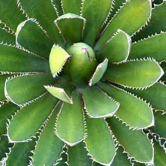Agave, lophantha 'Splendida'