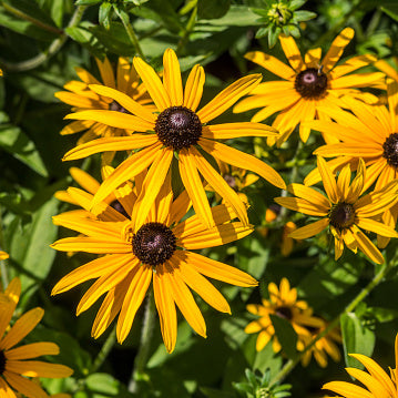 Clasping Coneflower