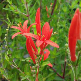 Flame Acanthus