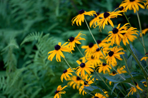 Black-eyed Susan
