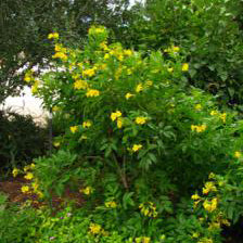 Esperanza 'Gold Star'