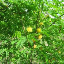 Goldenball Lead Tree