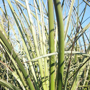 Hesperaloe, Night Blooming