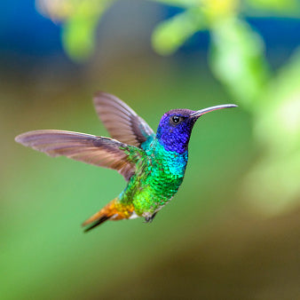 Hummingbird Bundle